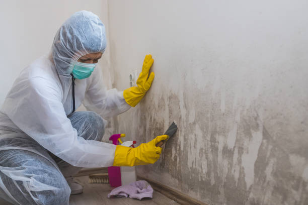 Professional Mold Removal in Wellington, FL