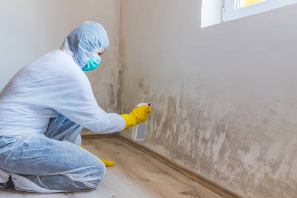 Mold Documentation for Insurance Claims in Wellington, FL