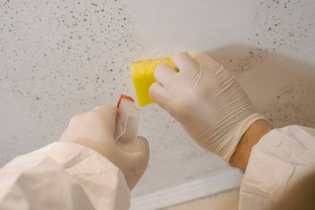 Forensic Mold Investigation in Wellington, FL