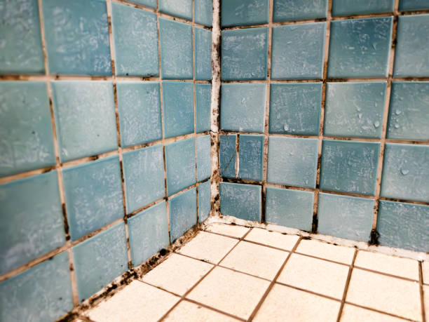 Mold Removal for HVAC Installations in Wellington, FL