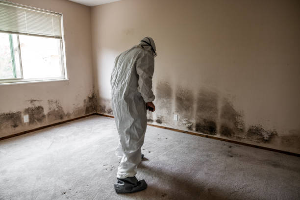 Wellington, FL Mold Removal Company