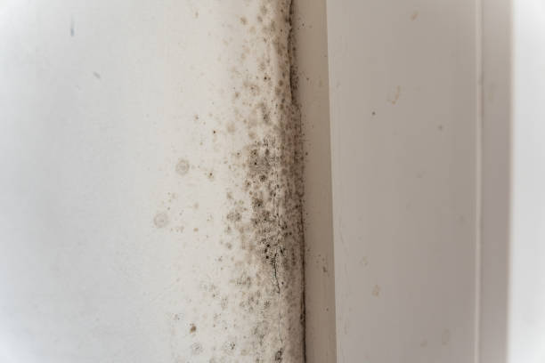 Best Commercial Mold Inspection  in Wellington, FL