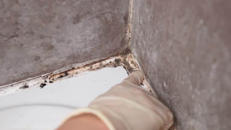 Wellington, FL Mold Removal Pros